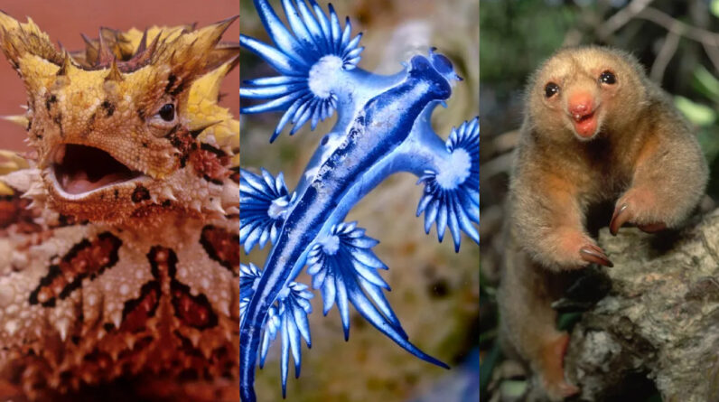 Amazing animals — A look at the weird and wonderful species that live on our planet