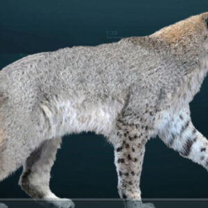 36,000-Year-Old Scimitar-Toothed Cat Cub Found in Yakutian Permafrost