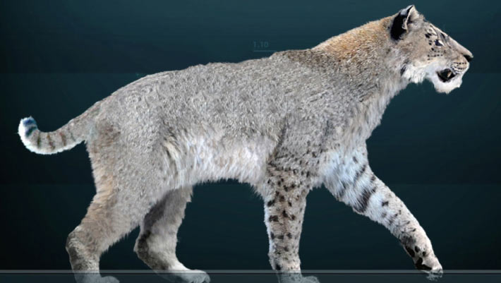 36,000-Year-Old Scimitar-Toothed Cat Cub Found in Yakutian Permafrost