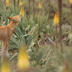 Ethiopian Wolves Become First Large Carnivore Documented Feeding on Nectar