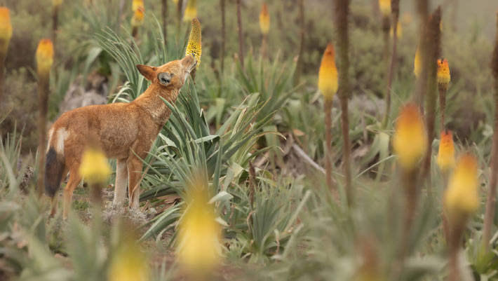 Ethiopian Wolves Become First Large Carnivore Documented Feeding on Nectar