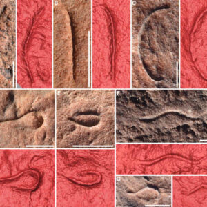 Ediacaran Nematode-Like Worm Fossils Unearthed in Australia