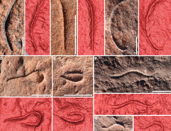 Ediacaran Nematode-Like Worm Fossils Unearthed in Australia