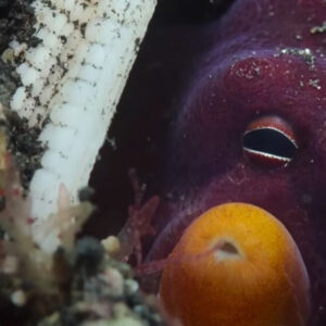 ‘She turns her siphon into a gun’: Watch coconut octopus firing stones at fish in world-1st footage