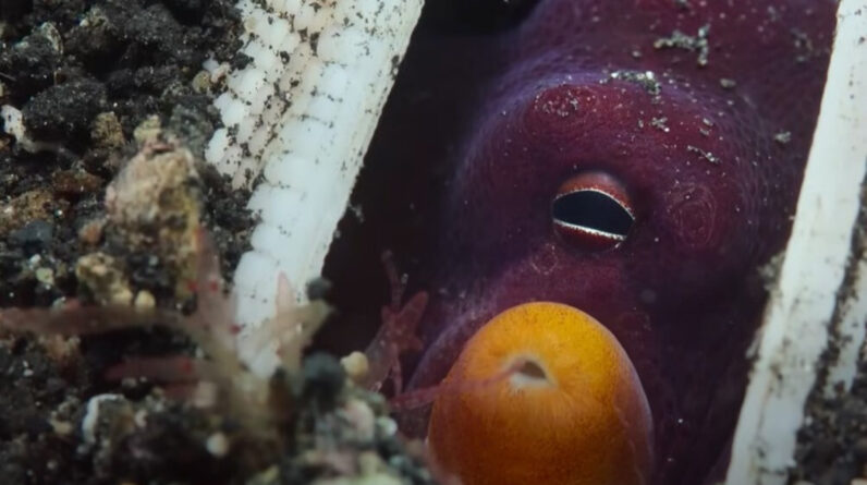 ‘She turns her siphon into a gun’: Watch coconut octopus firing stones at fish in world-1st footage