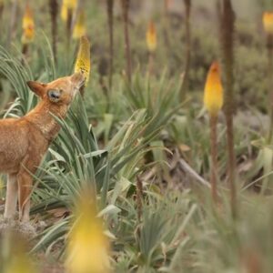 Wolves in Ethiopia spotted licking ‘red hot poker’ flowers like lollipops