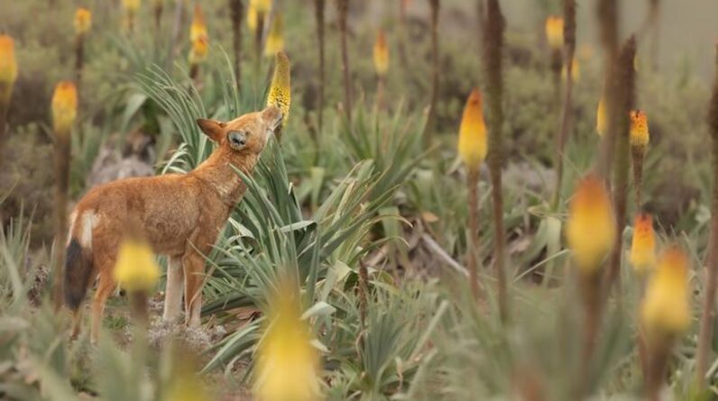 Wolves in Ethiopia spotted licking ‘red hot poker’ flowers like lollipops