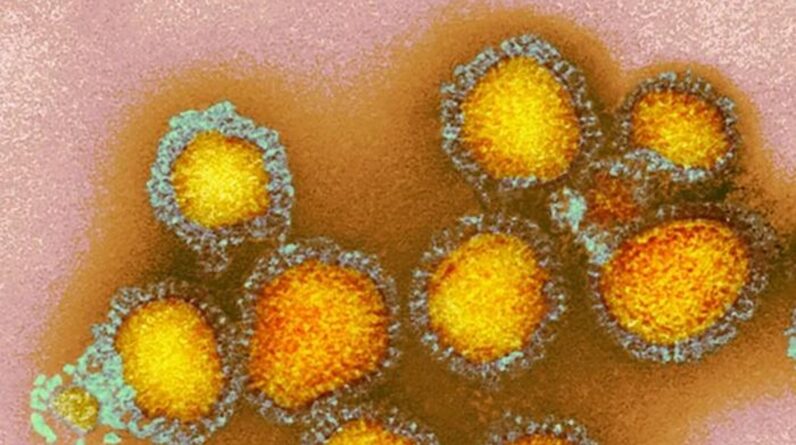 Bird flu strikes 1st child in the US — CDC says infection source unknown