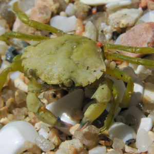 Do Crustaceans Feel Pain? Study Demonstrates Existence of Nociceptive Responses in Shore Crabs