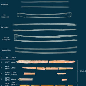 Early North Americans Made Needles from Bones of Canids, Felids and Hares, Archaeologists Say