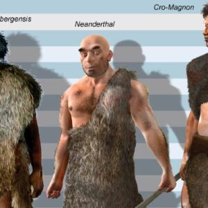 Increases in Brain Size Occurred within Human Lineages Comprising Single Species, New Study Reveals