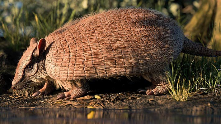 New Species of Fossil Armadillo Discovered in Brazil