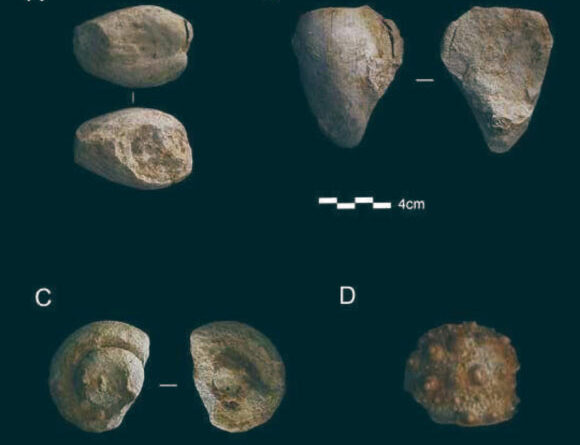 Neanderthals Were First Collectors of Fossils, New Research Suggests