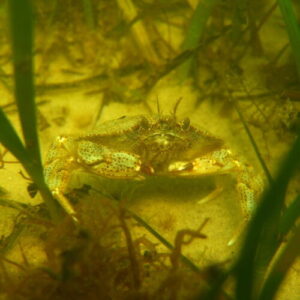 Seagrass is fantastic at carbon capture—and it’s at risk of extinction