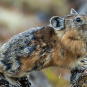 Turuchan pika: The adorable ball of fluff that just loves to play