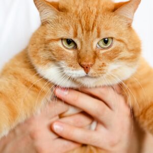 Scientists reveal genes that make cats orange