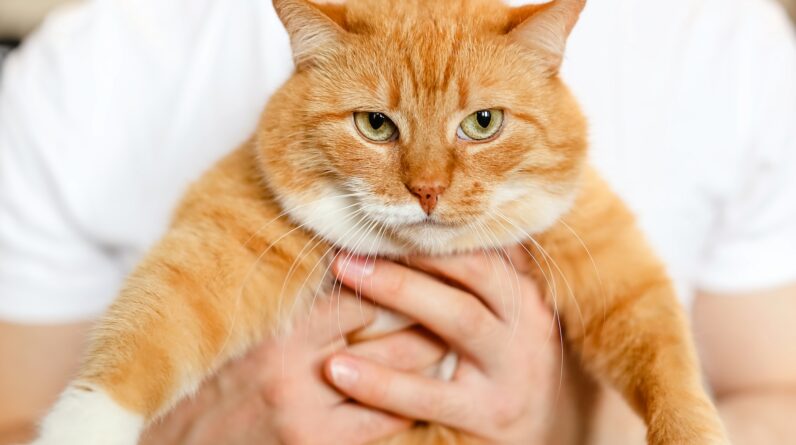 Scientists reveal genes that make cats orange