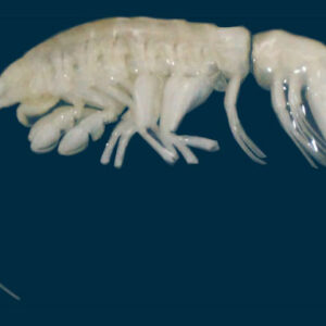 Predatory Crustacean Species Discovered in Atacama Trench