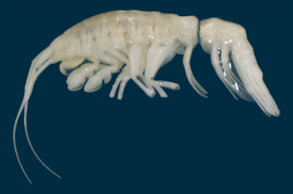 Predatory Crustacean Species Discovered in Atacama Trench