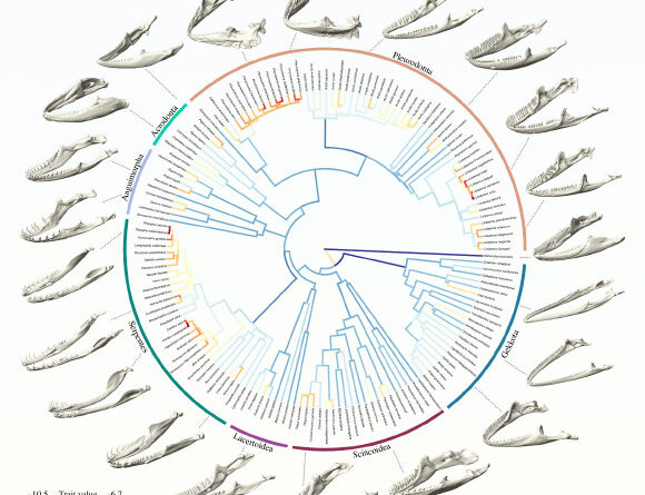 New Study Sheds More Light on Evolution of Lepidosaurs