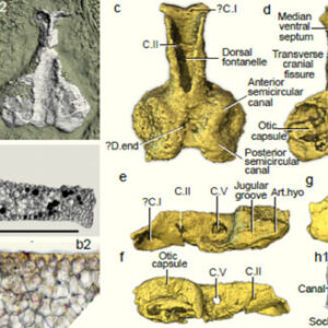 400-Million-Year-Old Fossils of Enigmatic Jawed Vertebrate Unearthed in Australia