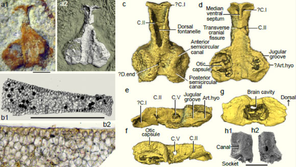 400-Million-Year-Old Fossils of Enigmatic Jawed Vertebrate Unearthed in Australia