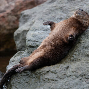 Chungungo: The mini sea otter that lives on rocky cliffs and mates for life