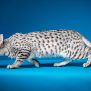 How do cats get their spots?