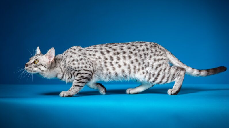 How do cats get their spots?