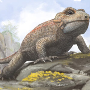 Triassic Lizard-Like Parareptile Had Unusual Dental Apparatus