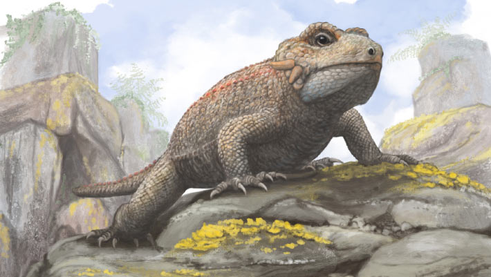 Triassic Lizard-Like Parareptile Had Unusual Dental Apparatus