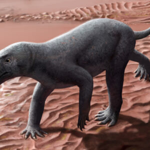 270 million-year-old saber-toothed predator from ‘ghost’ lineage looked like a bald dog