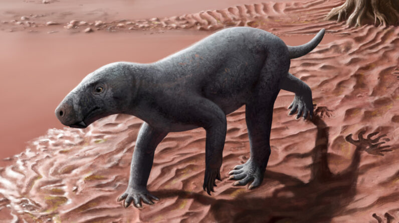 270 million-year-old saber-toothed predator from ‘ghost’ lineage looked like a bald dog