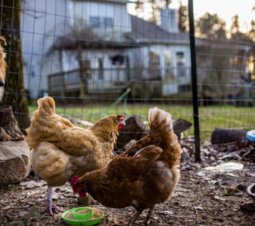 Louisiana resident in critical condition with H5N1 bird flu