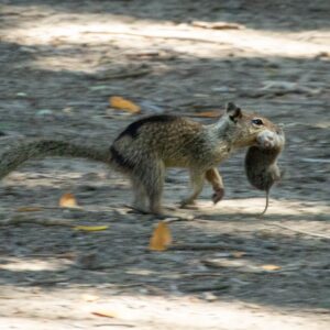 Killer squirrels have developed taste for flesh — and voles are running for their lives