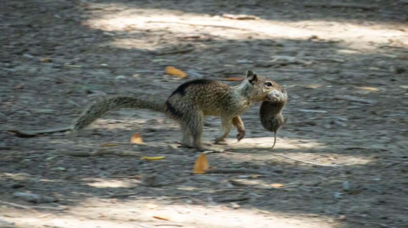 Killer squirrels have developed taste for flesh — and voles are running for their lives