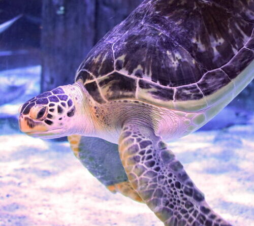 Injured green sea turtle relearns how to swim thanks to 3D-printed harness