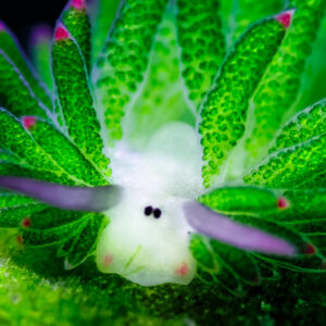 Leaf sheep: The adorable solar-powered sea slug that looks like Shaun the Sheep