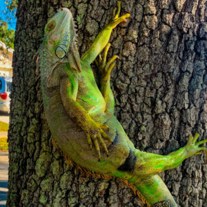 Why do iguanas fall from trees in Florida?