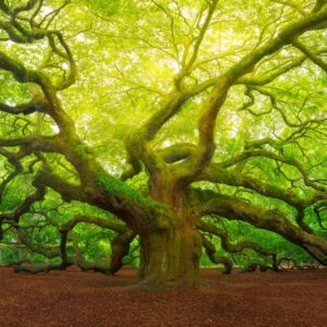 ‘Rising temperatures melted corpses out of the Antarctic permafrost’: The rise of one of Earth’s most iconic trees in an uncertain world