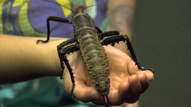 These insects keep evolving to look like sticks. Why?