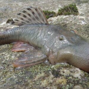 ‘Blob-Headed’ Catfish among New Species Discovered in Peru