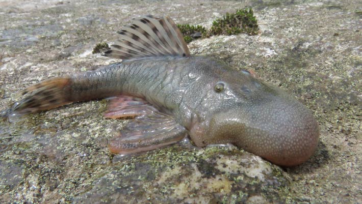 ‘Blob-Headed’ Catfish among New Species Discovered in Peru