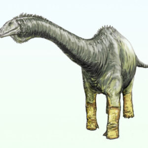 New Specimen of Rare Jurassic Dinosaur Unearthed in Colorado