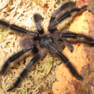 Hairy giant tarantula: The monster among mini tarantulas with ‘feather duster’ legs