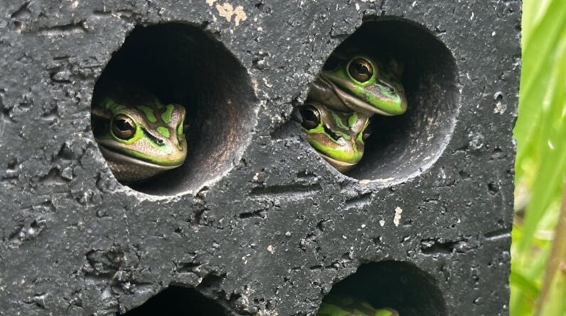 Fungus is wiping out frogs. These tiny saunas could save them.