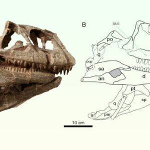 Paleontologists Discover New Species of Sauropodomorph Dinosaur in China