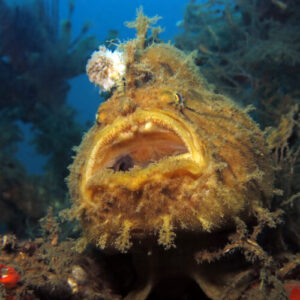 Frogfish reveals how it evolved the “fishing rod” on its head