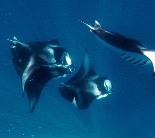 Manta rays inspire faster swimming robots and better water filters