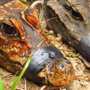 Orange dwarf cave crocodiles: The crocs that crawled into a cave, ate bats, and started mutating into a new species